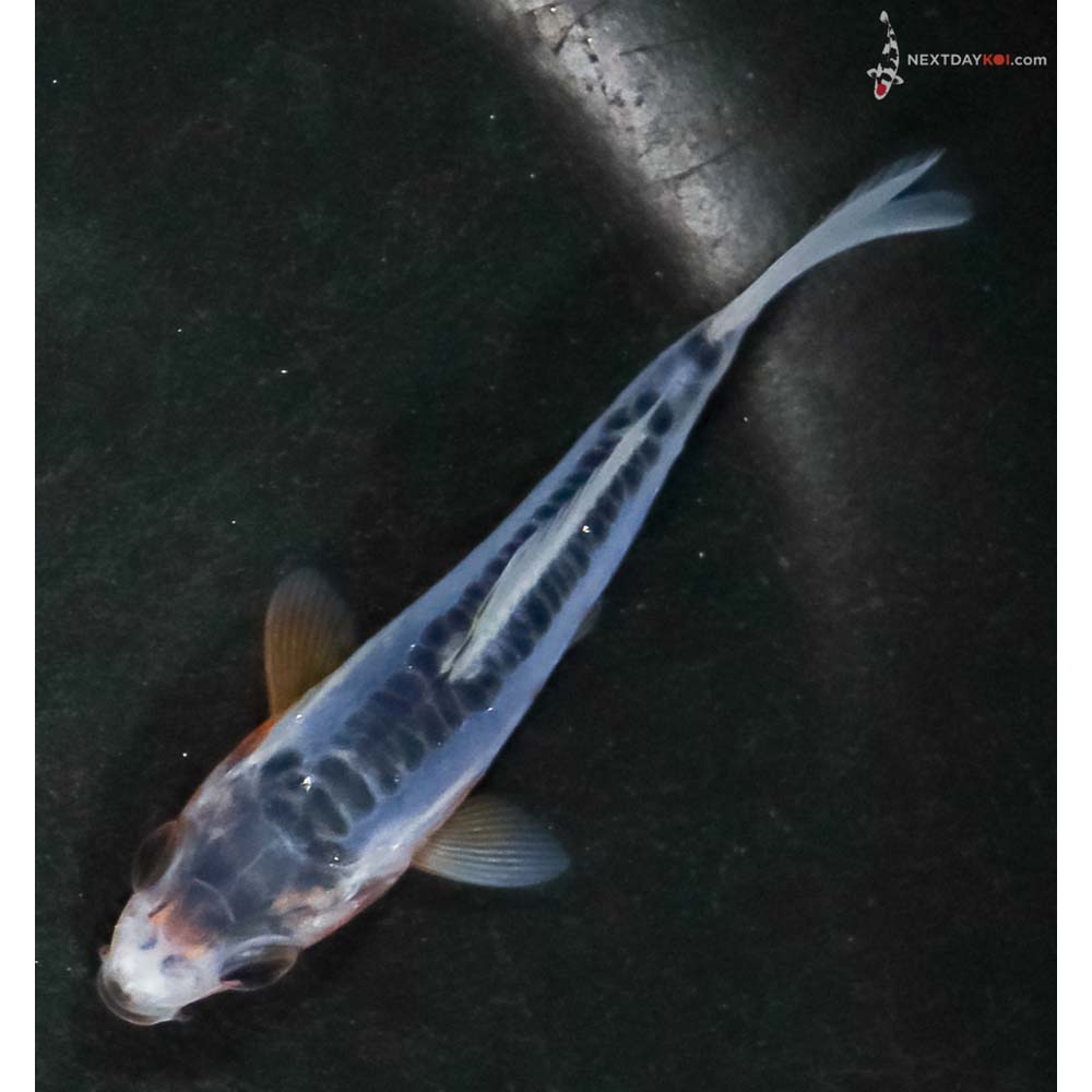 3” Imported Shusui - Image 5