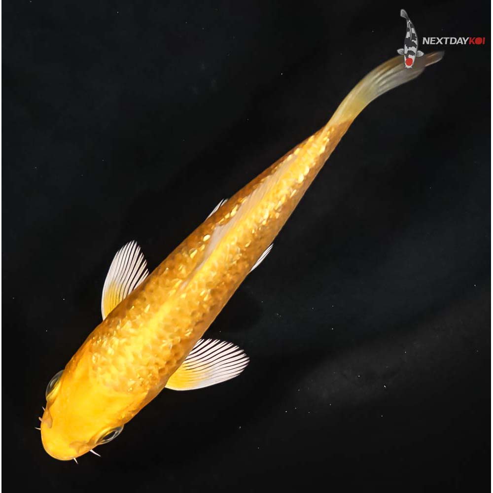 4.5” Imported Gin Rin Yamabuki Ogon - Image 5