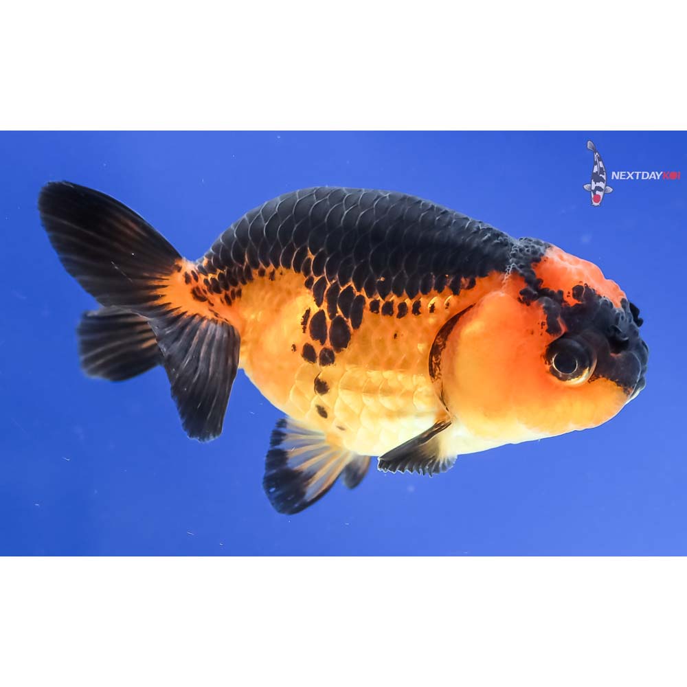 3.5” Imported Red and Black Ranchu