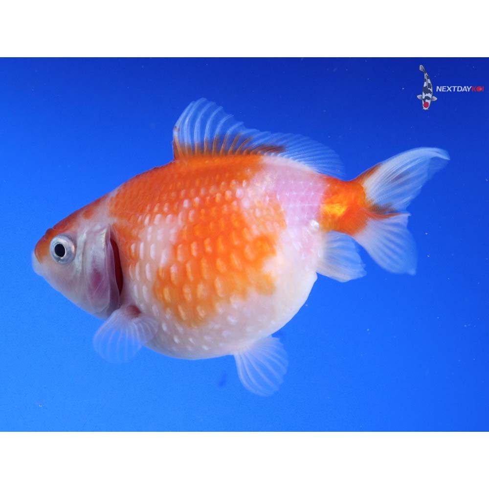 3” Imported Red and White Pearlscale - Image 3