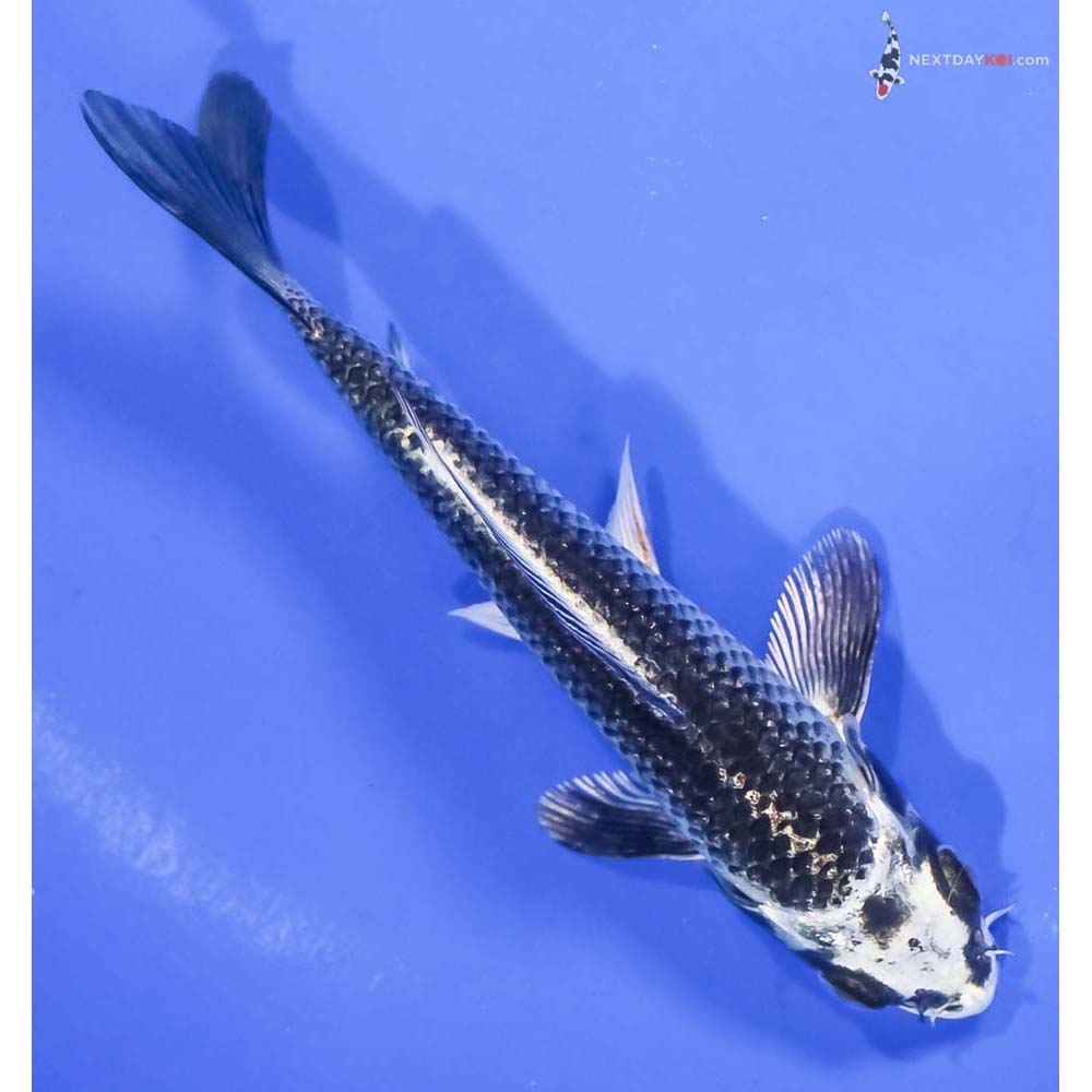 5.5” Imported Gin Matsuba - Image 3