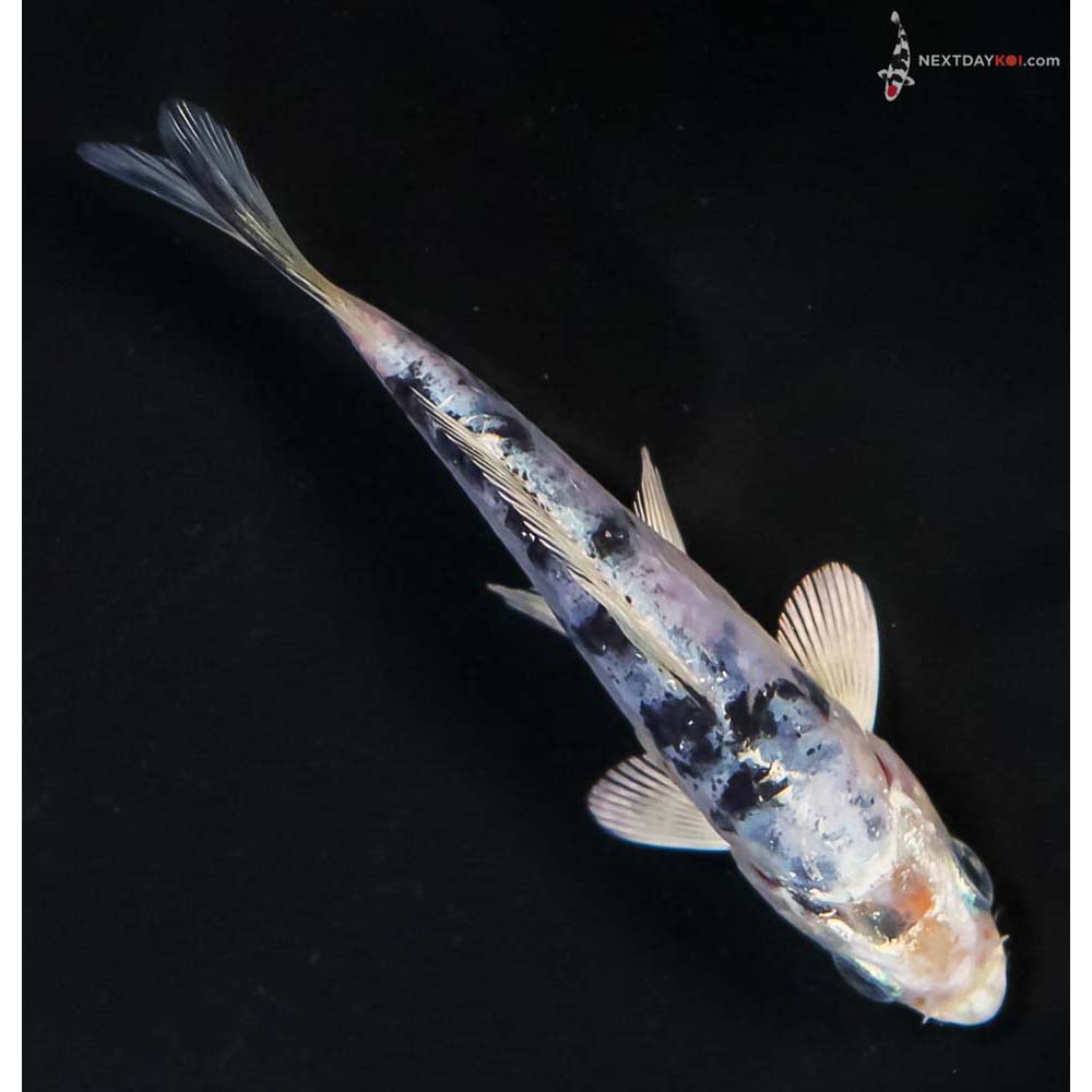 4” Imported Doitsu Gin Shiro Bekko - Image 3