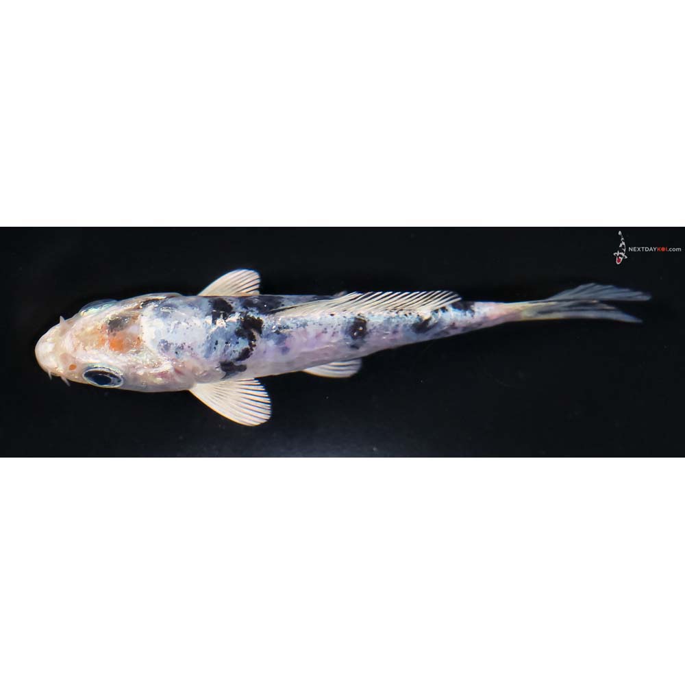 4” Imported Doitsu Gin Shiro Bekko - Image 4