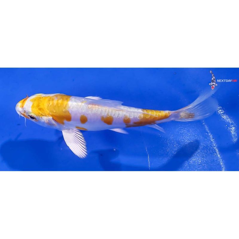 4” Imported Doitsu Lemon Hariwake - Image 4