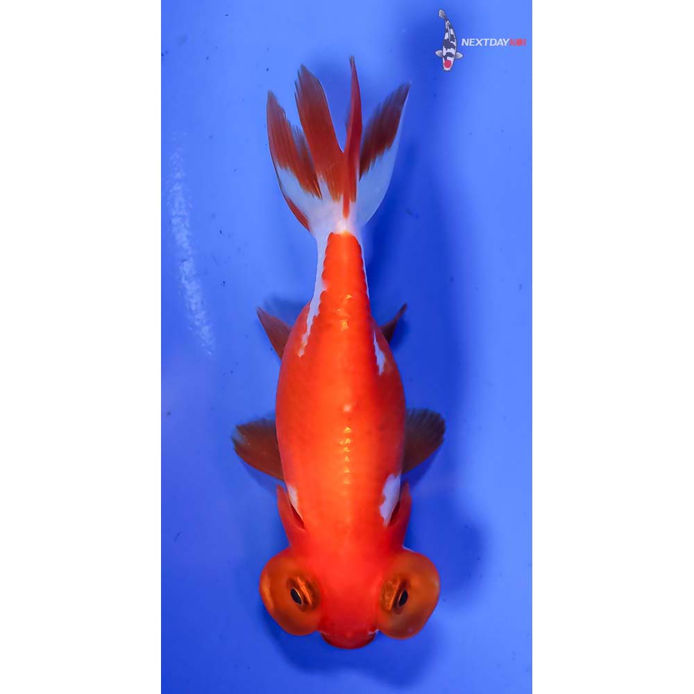 3” Imported Red and White Bubble Eye