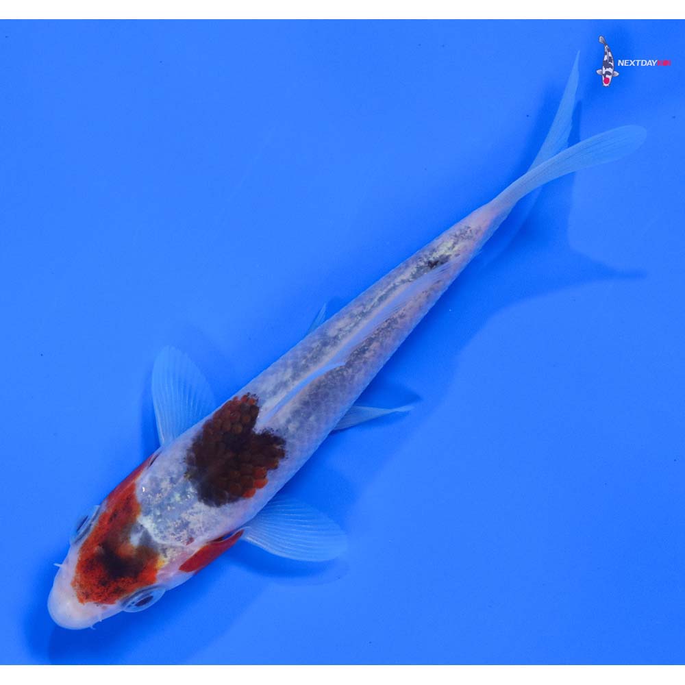 4.5” Imported Goromo - Image 5