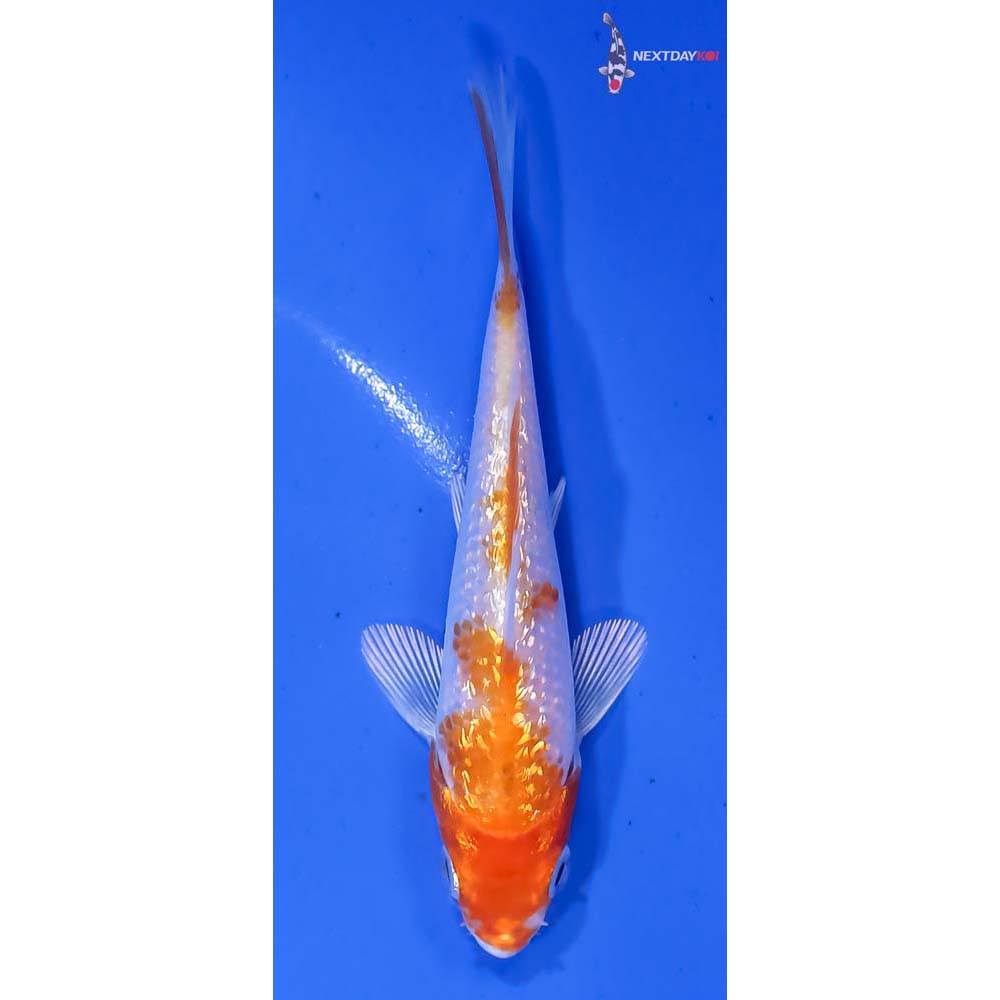 4” Imported Gin Rin Hariwake