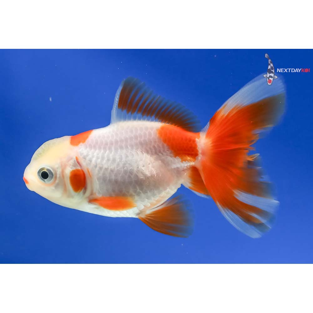3” Imported Red and White Oranda - Image 2