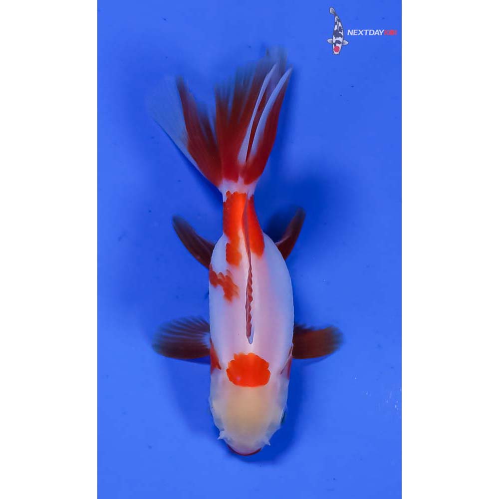3” Imported Red and White Oranda - Image 3