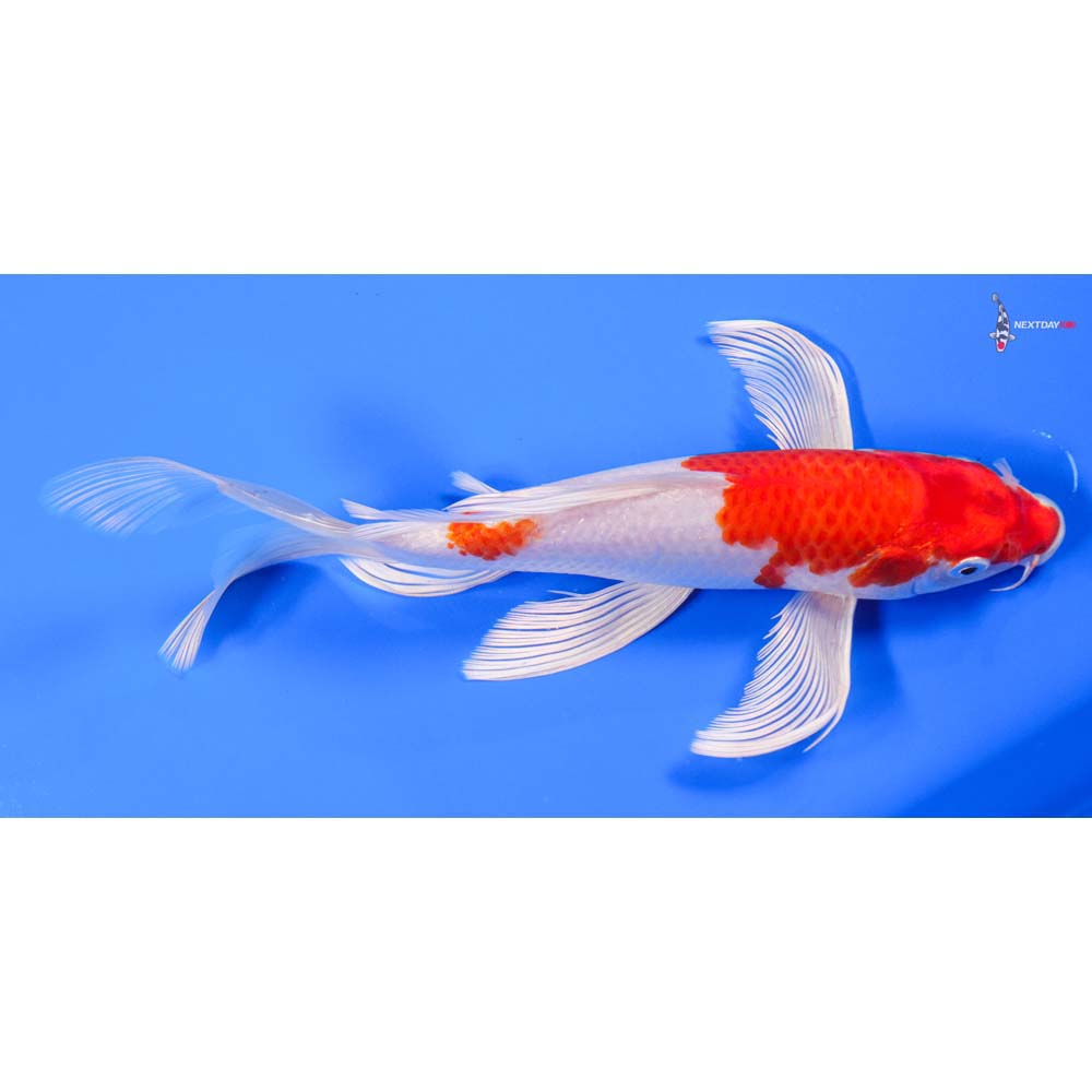 10” Imported Hariwake Butterfly Koi - Image 2