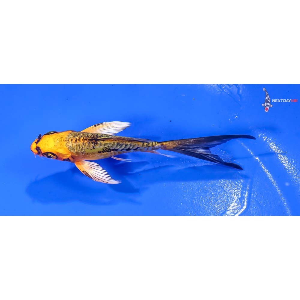 3.5” Imported Gin Rin Doitsu Orenji Matsuba Butterfly Koi