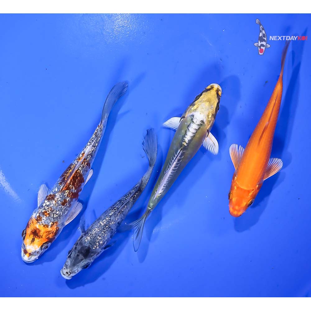 Lot of (4) 4-5” Imported Assorted Koi
