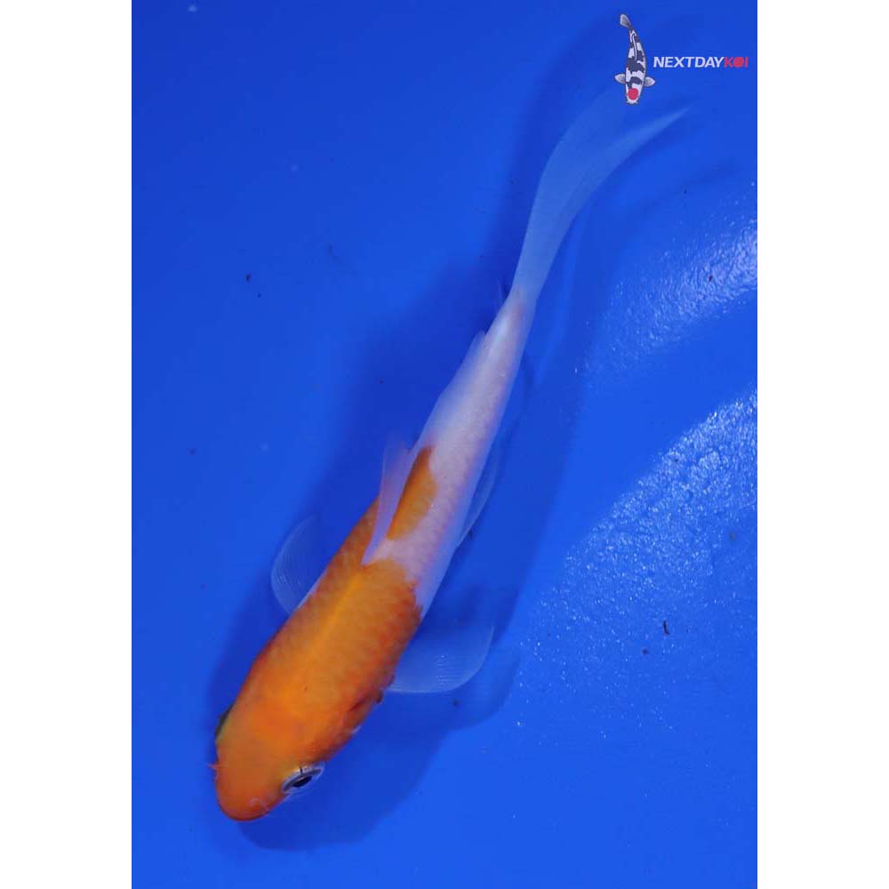 3.5” Imported Kohaku Butterfly Koi