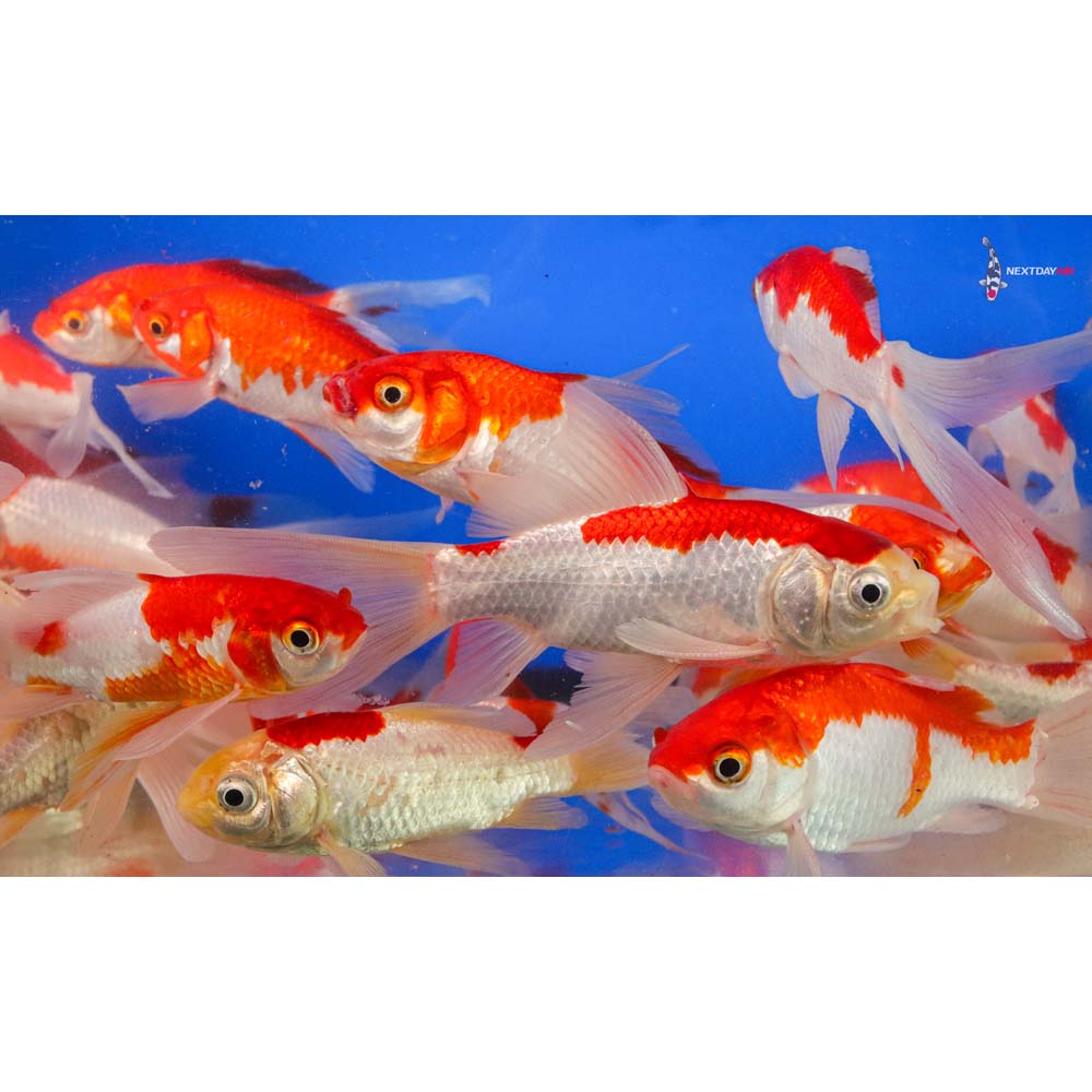4-5” Imported Longtail Sarasa Comet Goldfish - Image 11
