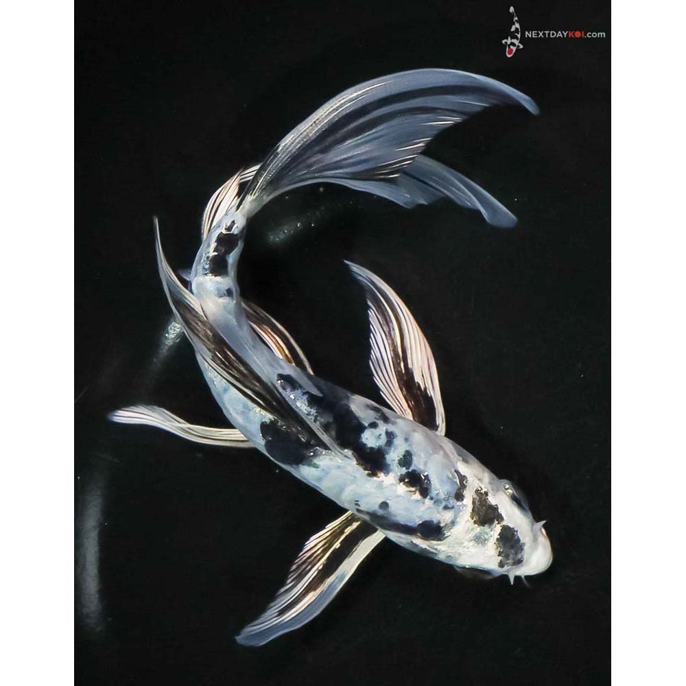 7” Imported Doitsu Blue Gin Shiro Bekko Butterfly Koi