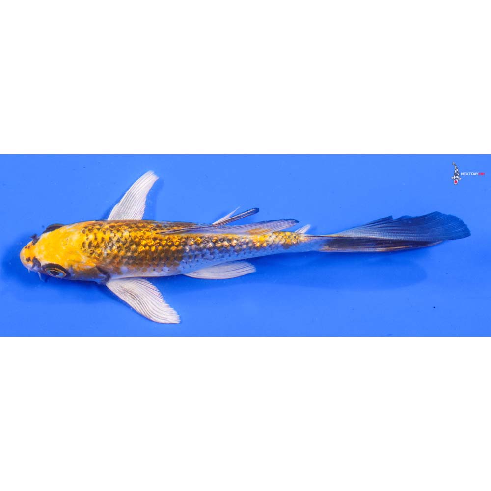 6” Imported Gin Rin Kujaku Butterfly Koi - Image 4