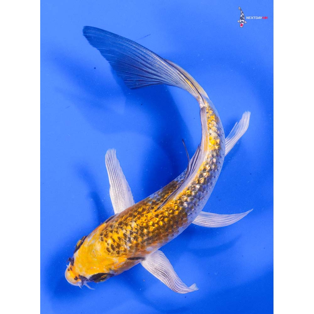 6” Imported Gin Rin Kujaku Butterfly Koi - Image 5