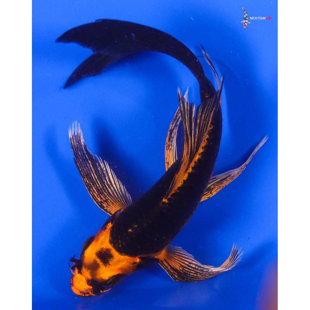 5” Imported Orenji Matsuba Butterfly Koi