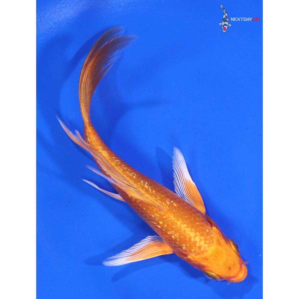 5" Imported Gin Rin Orenji Ogon Butterfly Koi