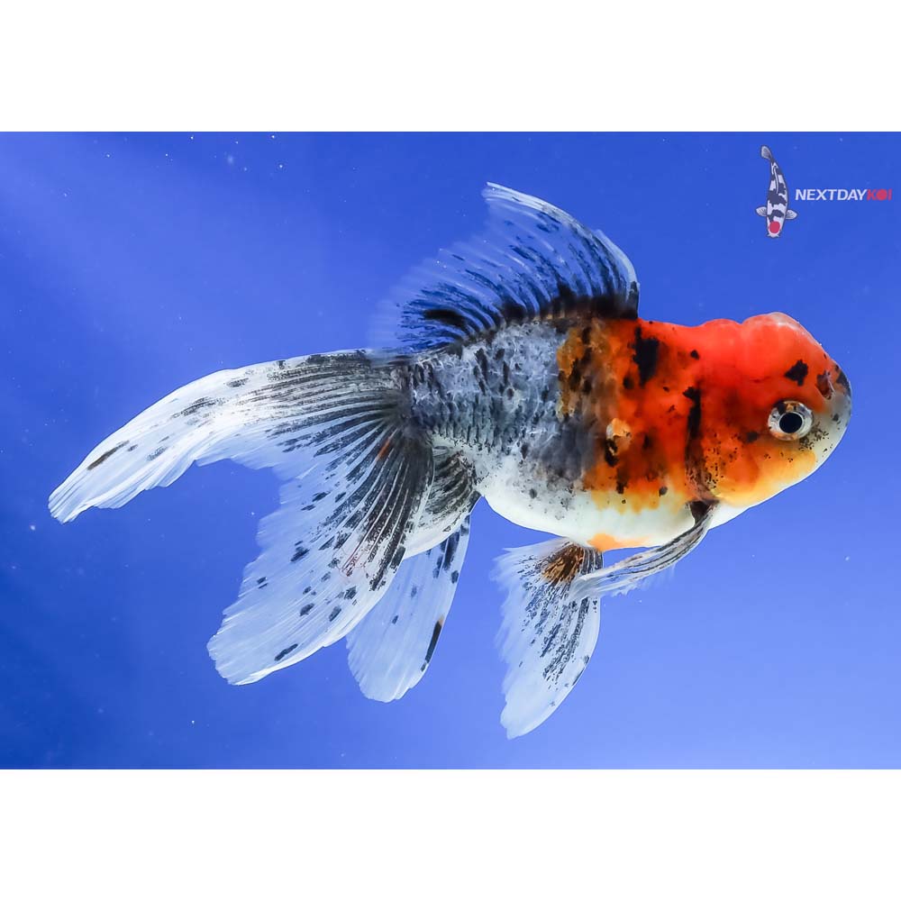 5” Imported Male Calico Oranda