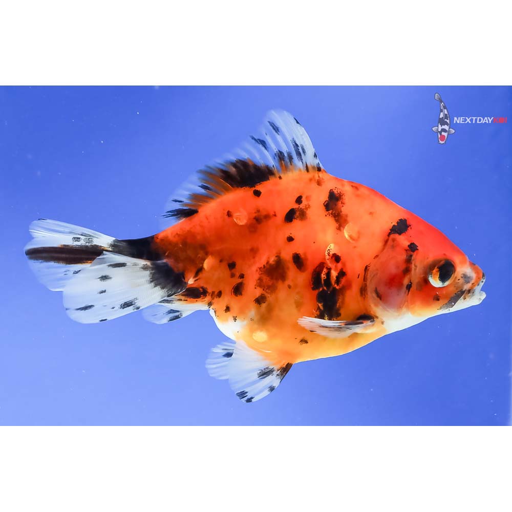 4.5” Imported Calico Ryukin