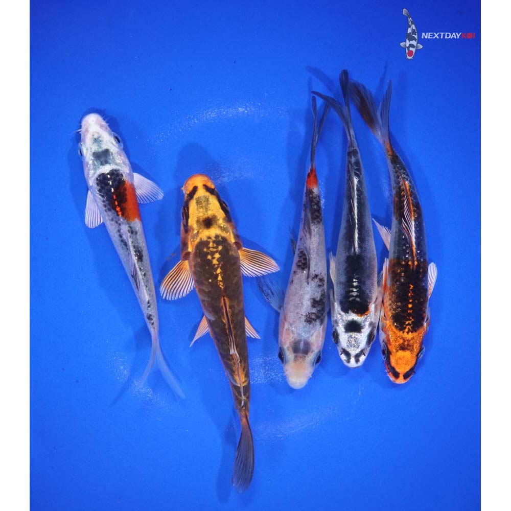 Lot of (5) 4-4.5” Imported Assorted Koi