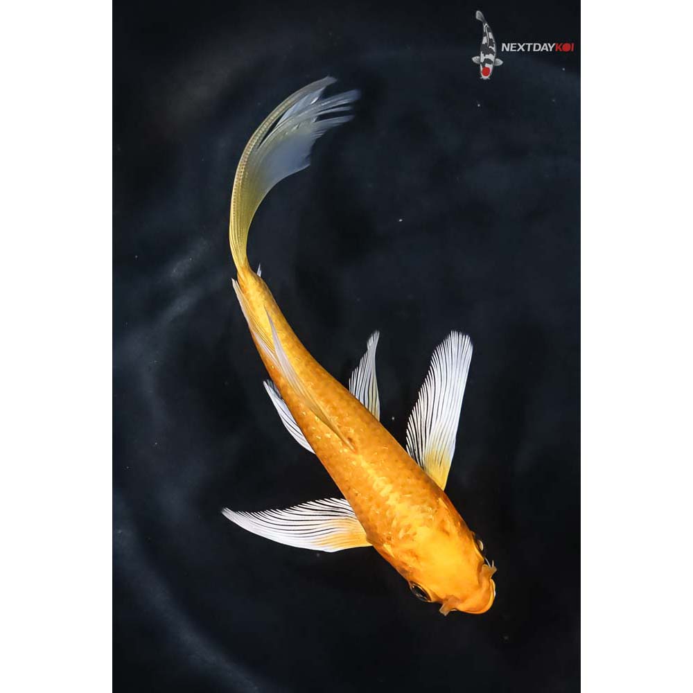5” Imported Yamabuki Ogon Butterfly Koi