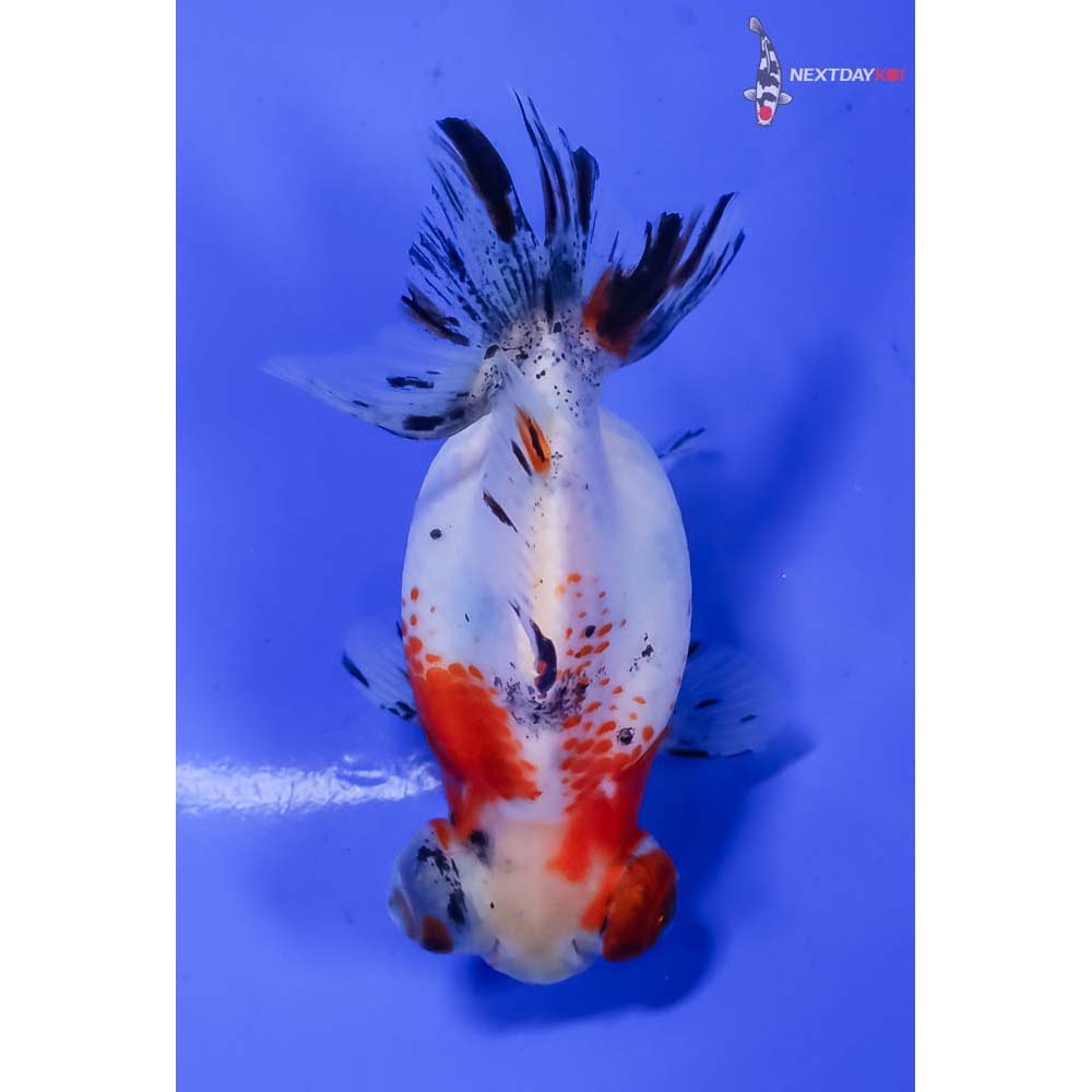3.5” Imported Calico Telescope Fantail