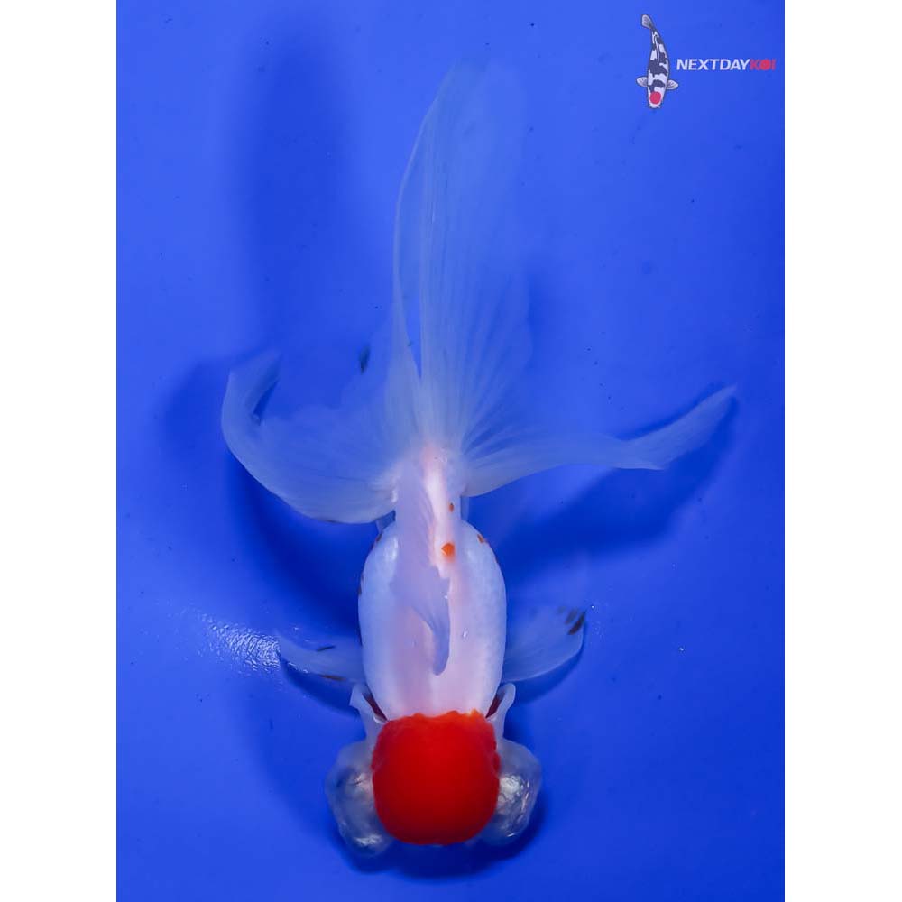 5” Imported Red and White Telescope Fantail