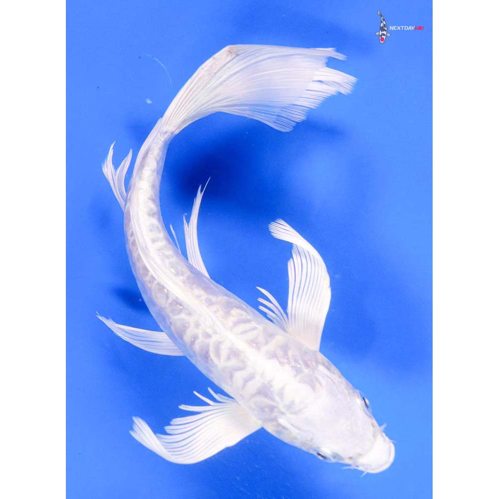 8” Imported Doitsu Platinum Ogon Butterfly Koi
