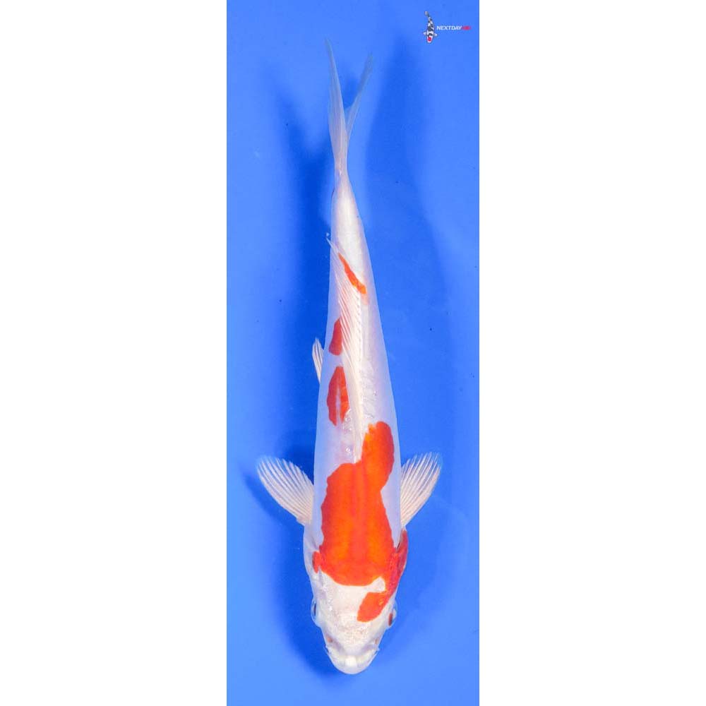 7” Imported Kikusui