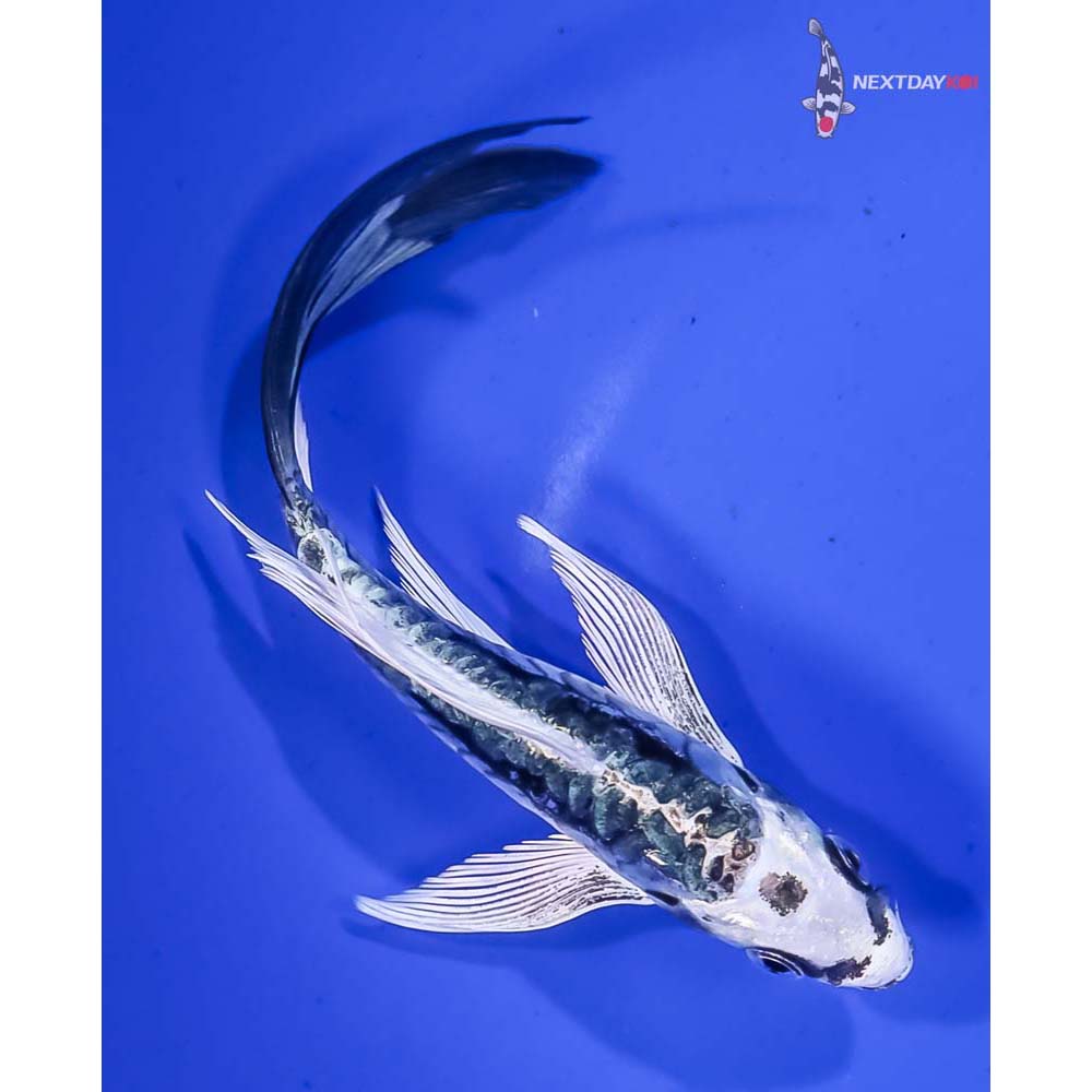 6” Imported Kikokuryu Butterfly Koi