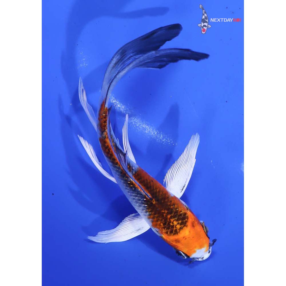 5” Imported Kujaku Butterfly Koi