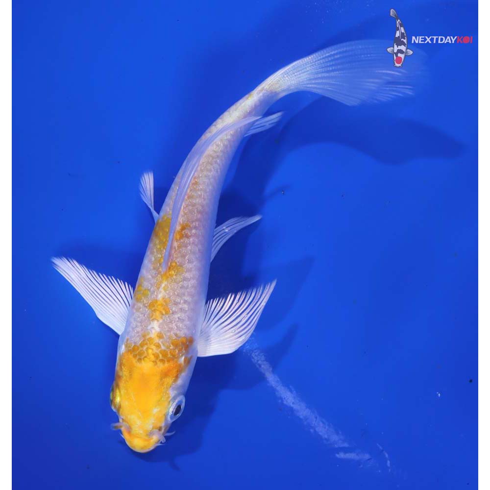 5” Imported Lemon Hariwake Butterfly Koi