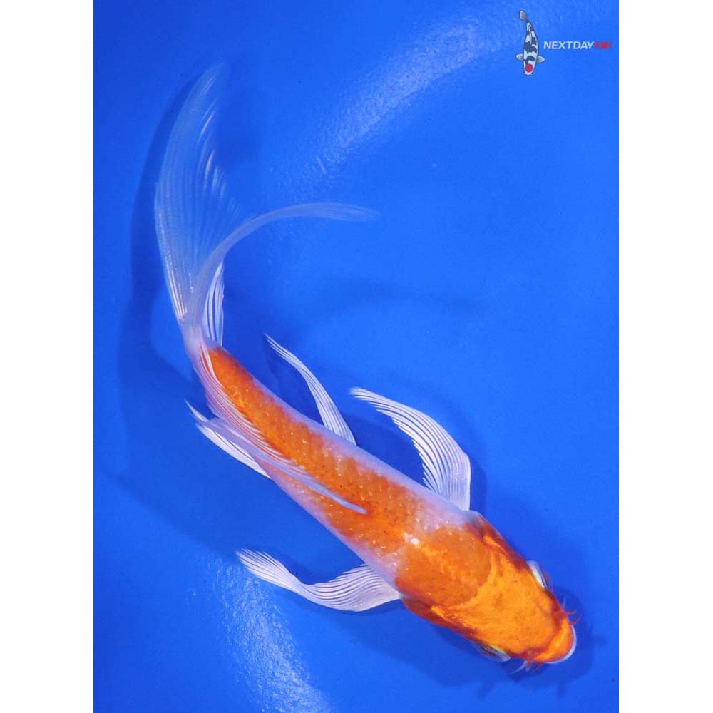 4.5" Imported Hariwake Butterfly Koi