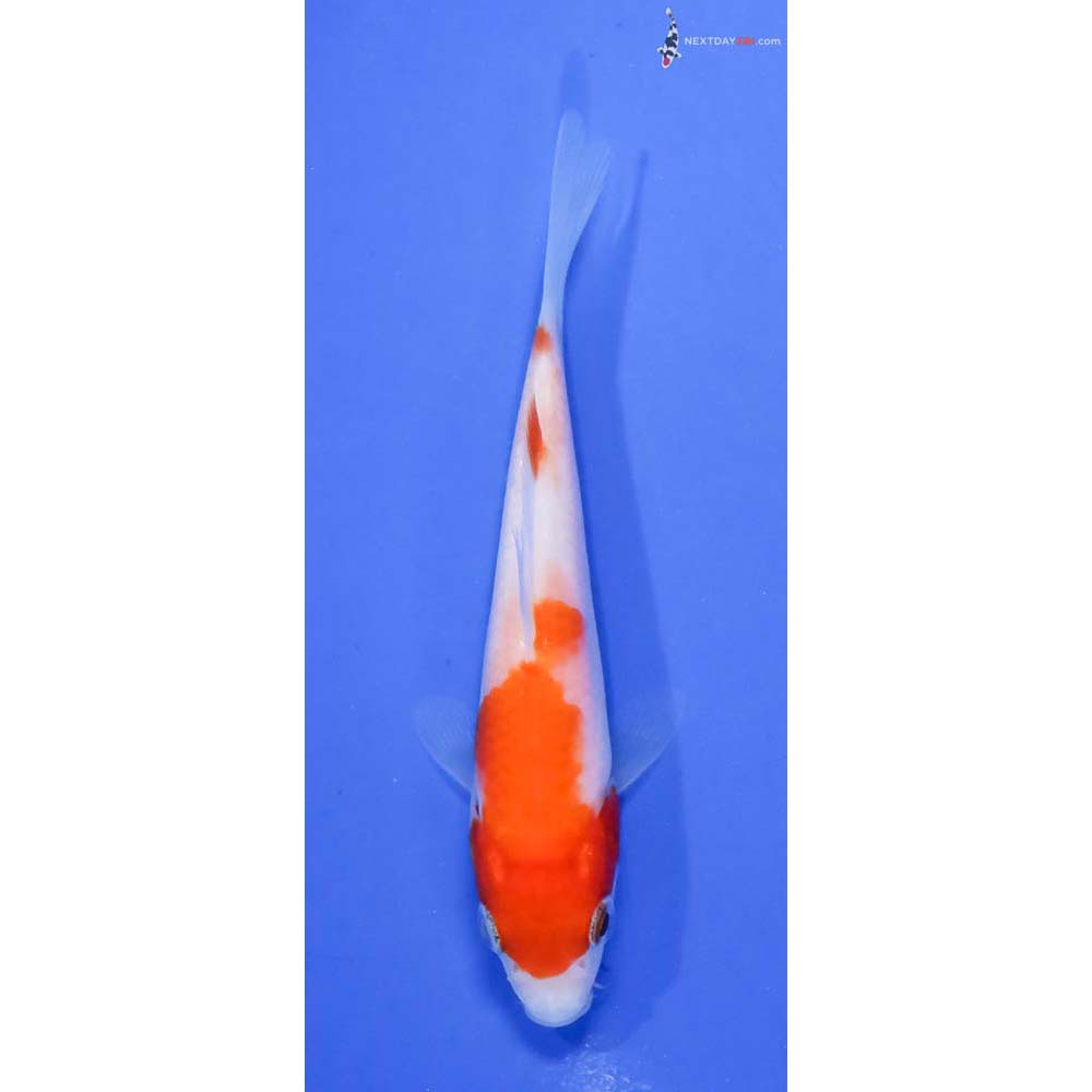 4” Imported Kohaku