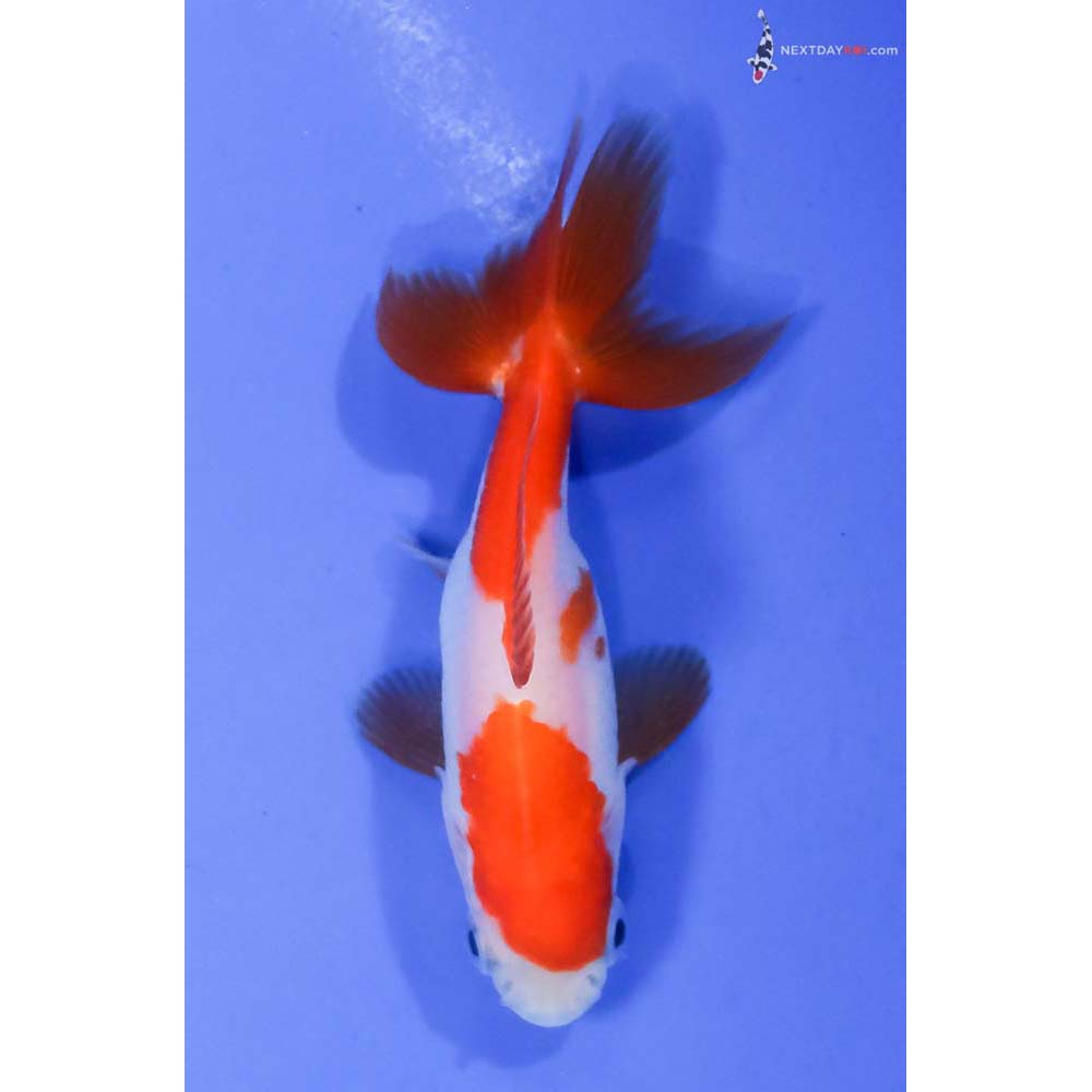 3” Imported Red and White Wakin