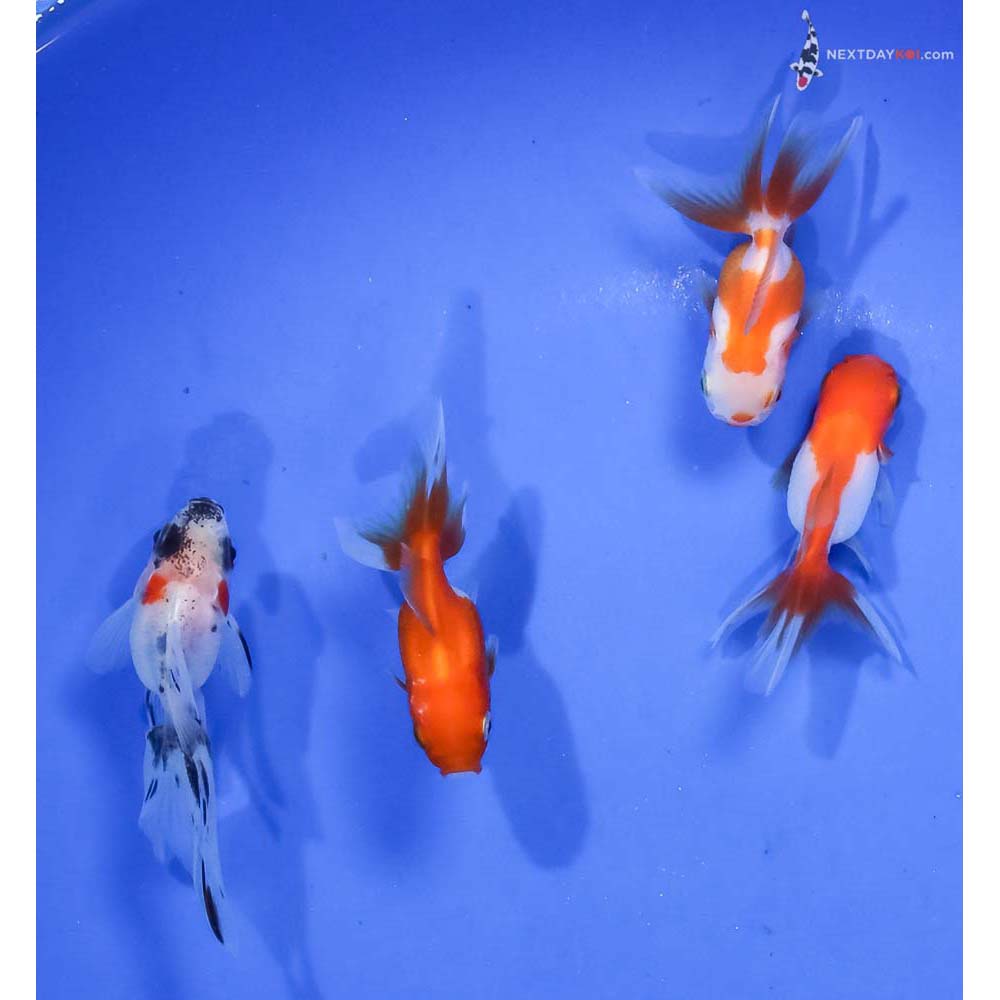 Lot of (4) 2-2.5” Imported Assorted Fantail