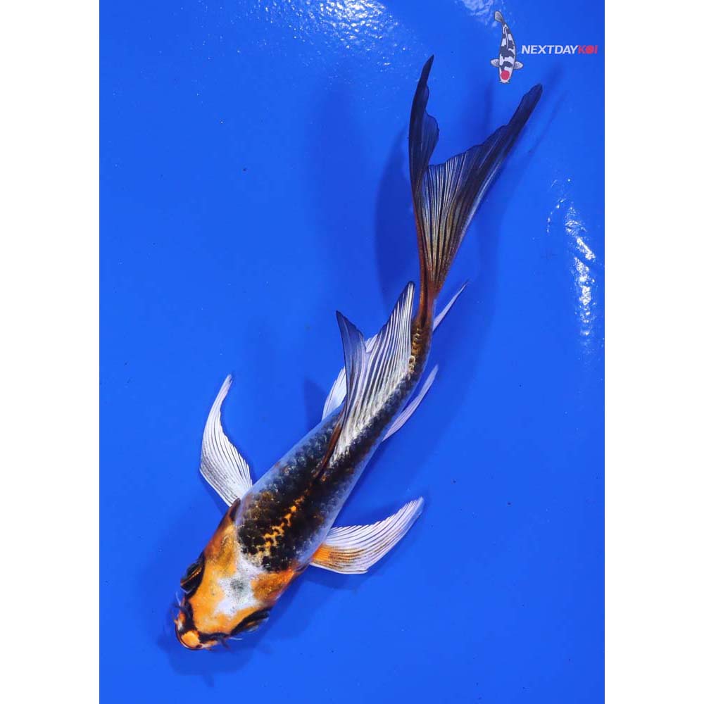 4.5” Imported Kujaku Butterfly Koi