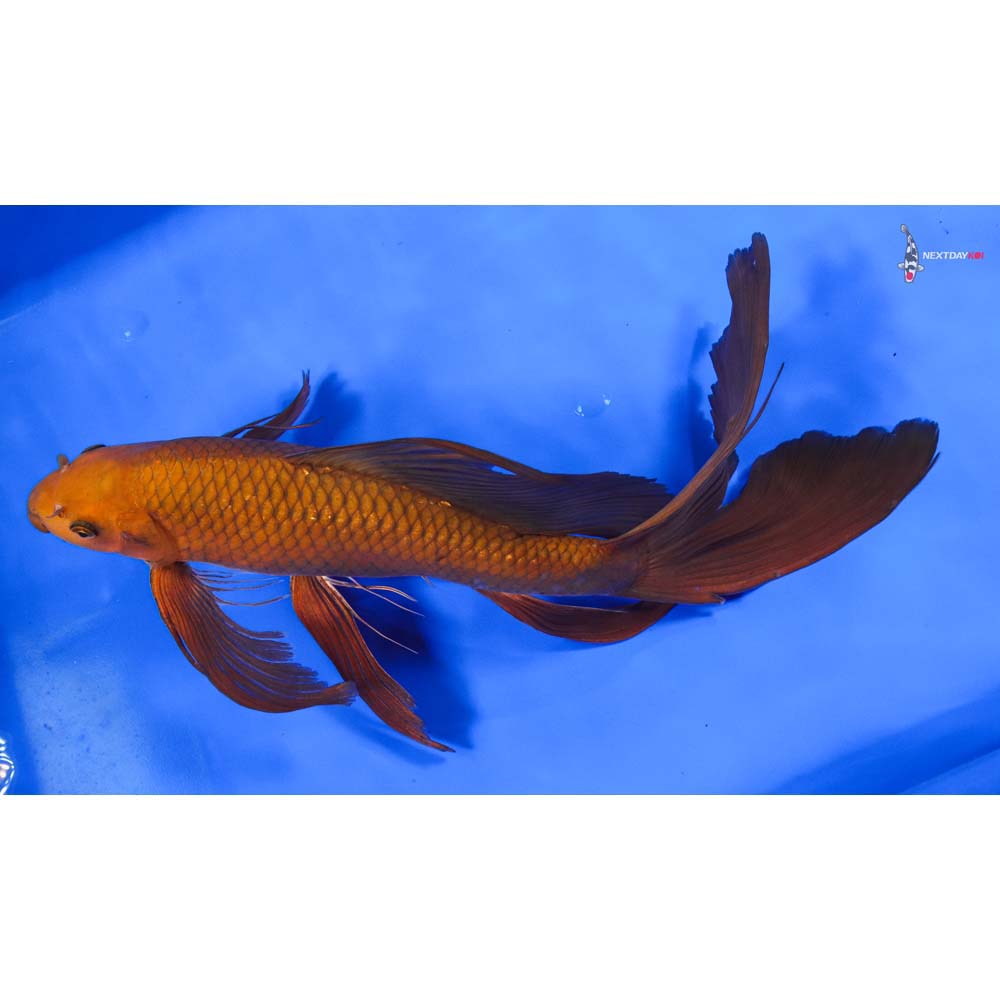 15” Imported Chagoi Butterfly Koi - Image 4