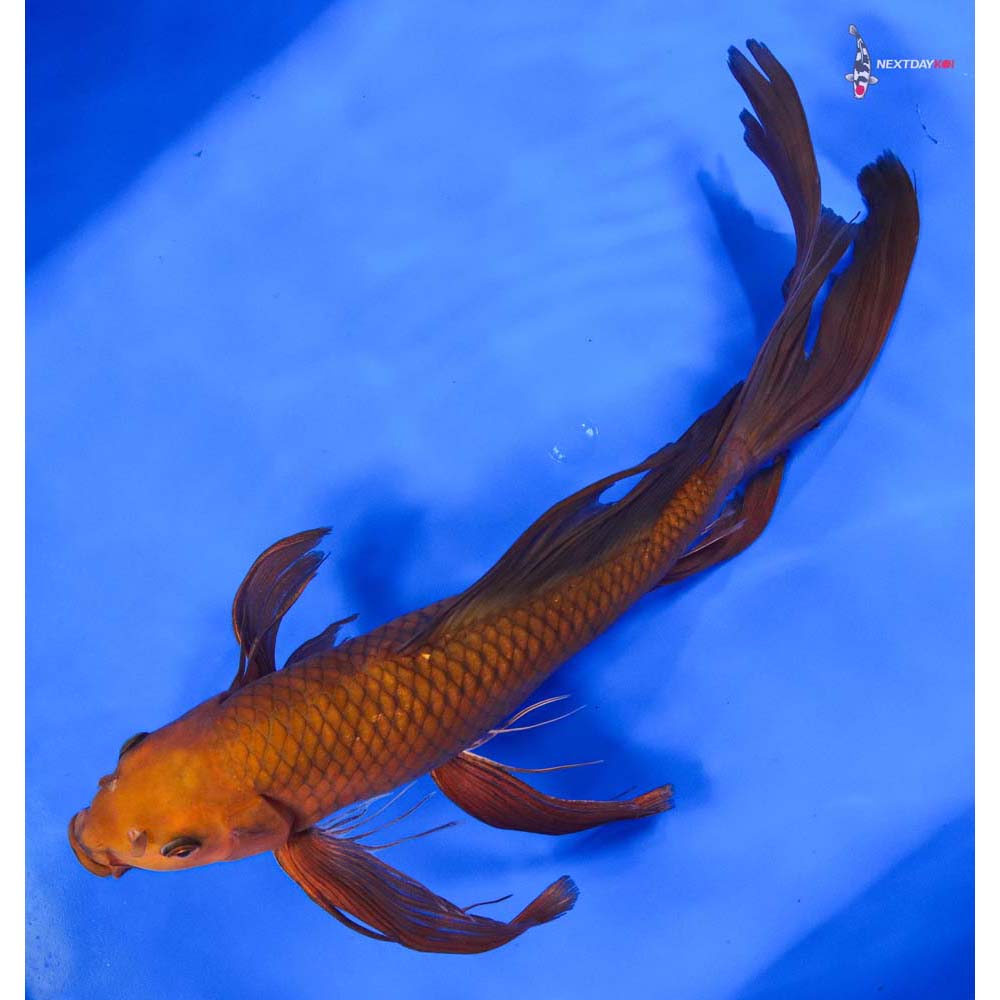 15” Imported Chagoi Butterfly Koi - Image 5