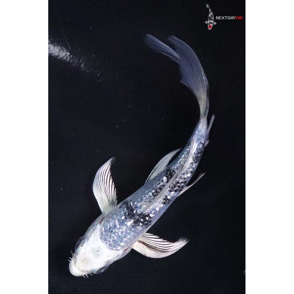 4” Imported Gin Rin Gin Shiro Bekko Butterfly Koi