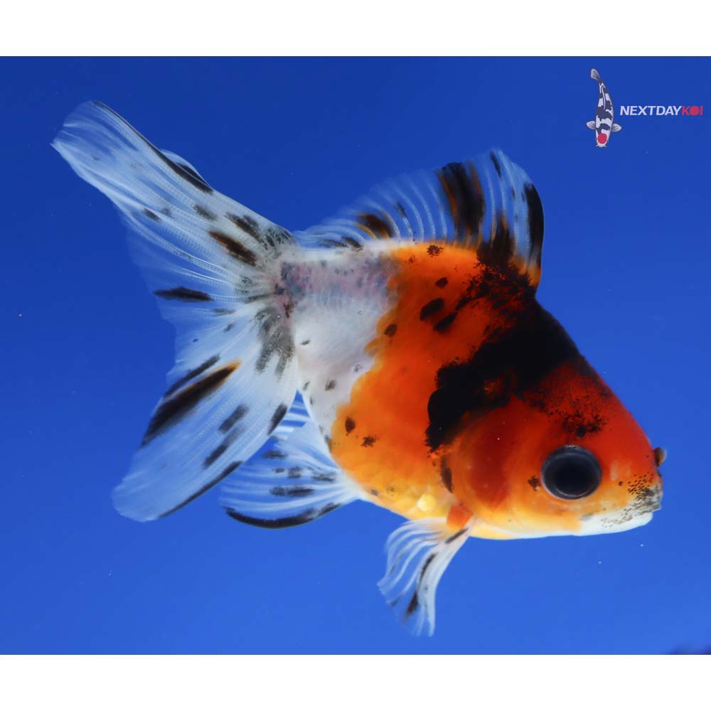 3.5” Imported Calico Ryukin