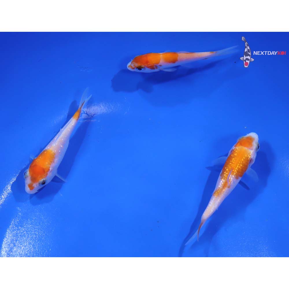 Lot of (3) 2.5-3” Imported Kohaku Koi | Next Day Koi