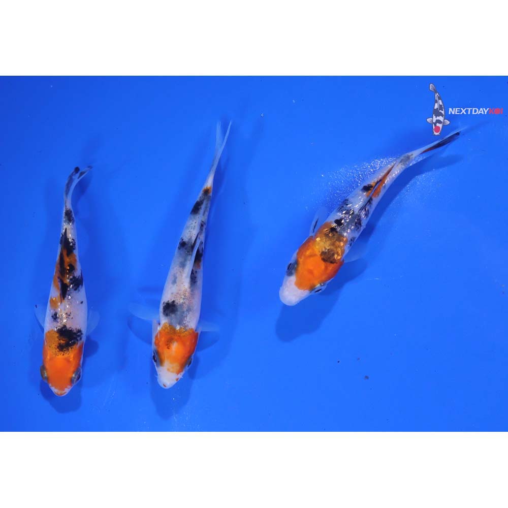 Lot of (3) 2.5-3” Imported Sanke Koi