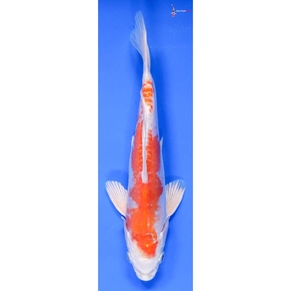 9” Imported Kikusui