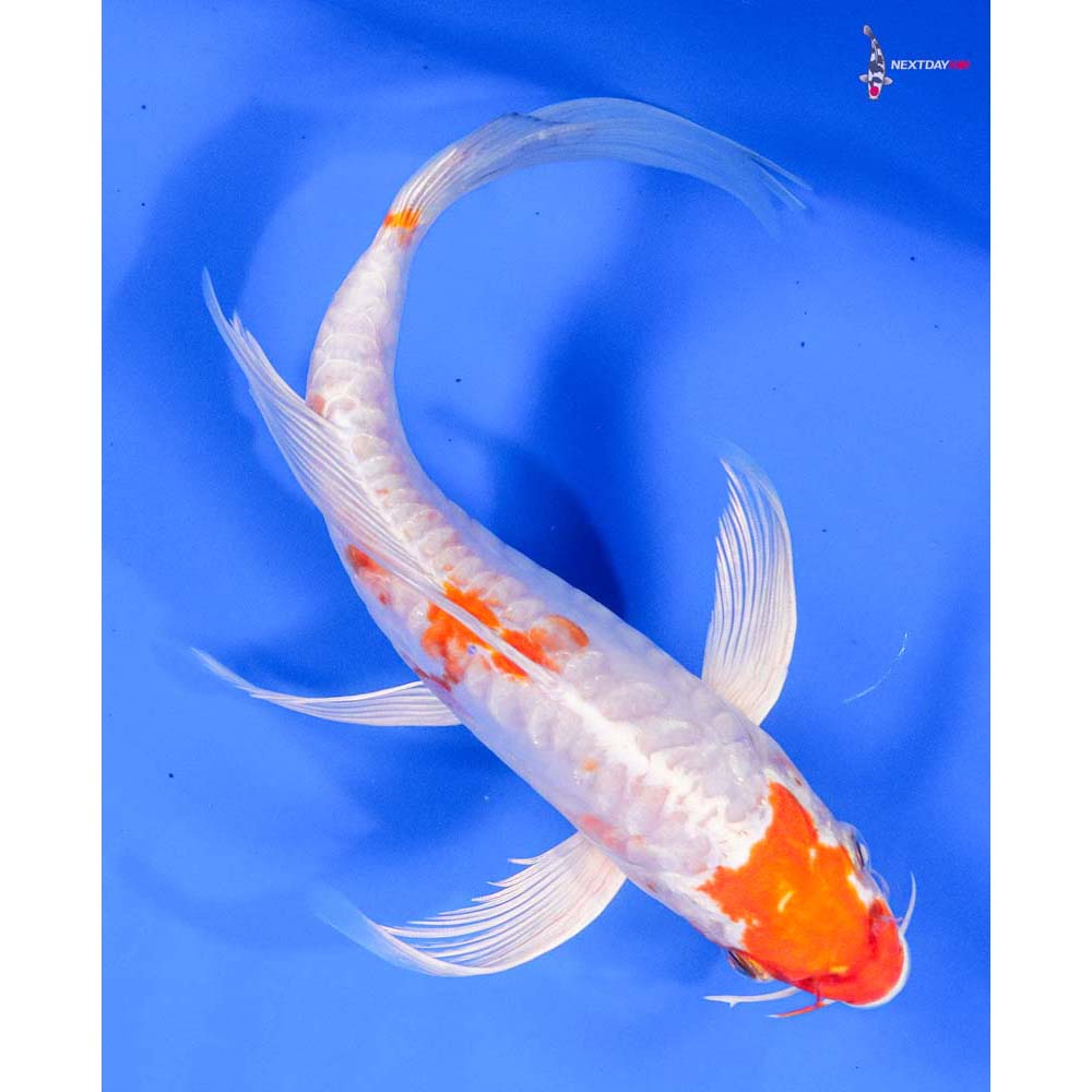 8” Imported Kikusui Butterfly Koi