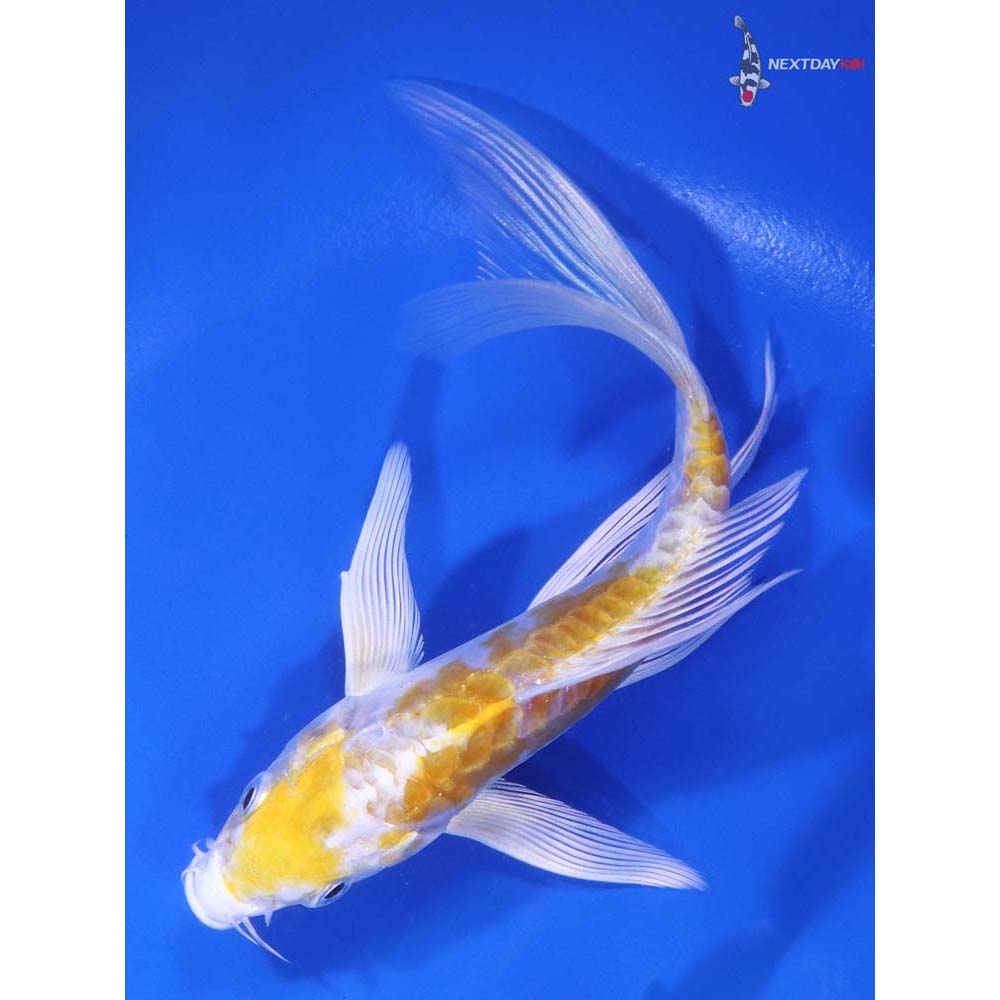 5.5” Imported Doitsu Lemon Hariwake Butterfly Koi