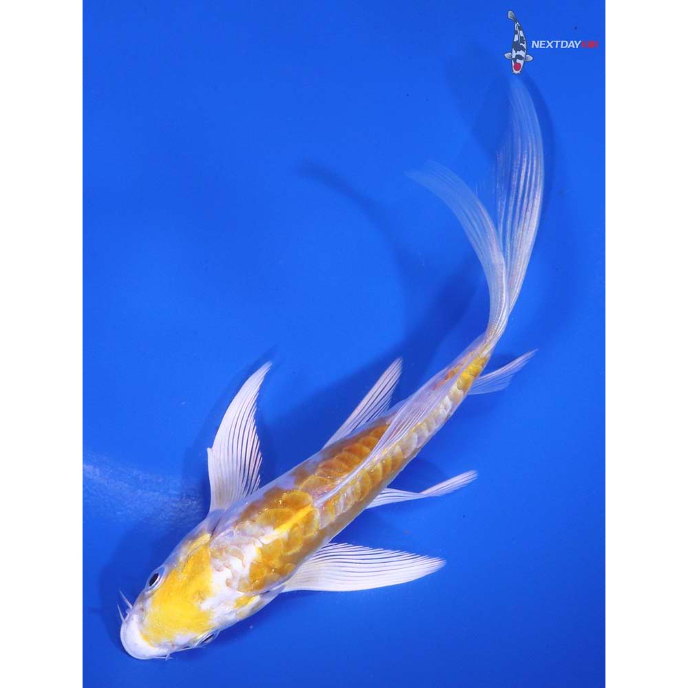5.5” Imported Doitsu Lemon Hariwake Butterfly Koi - Image 5