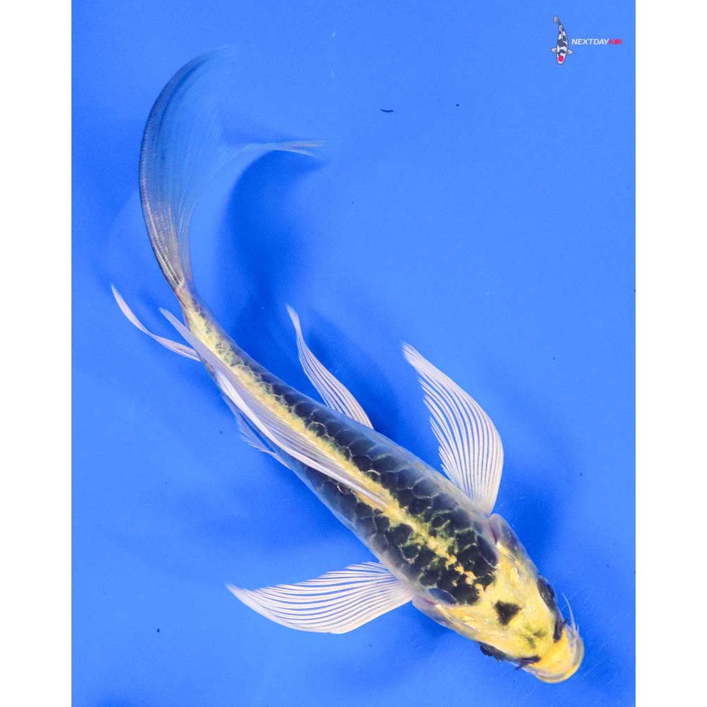 6.5” Imported Doitsu Kujaku Butterfly Koi
